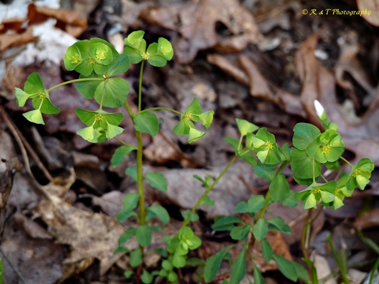 {Euphorbia commutata}